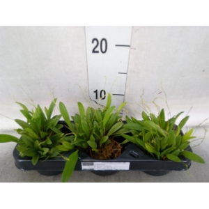 Planten Groen   ...L%