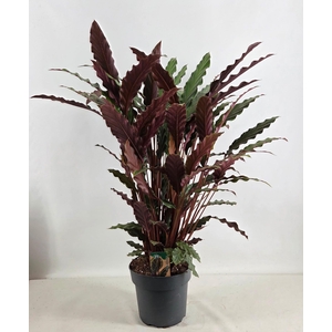 Calathea Rufibarbara 21 cm