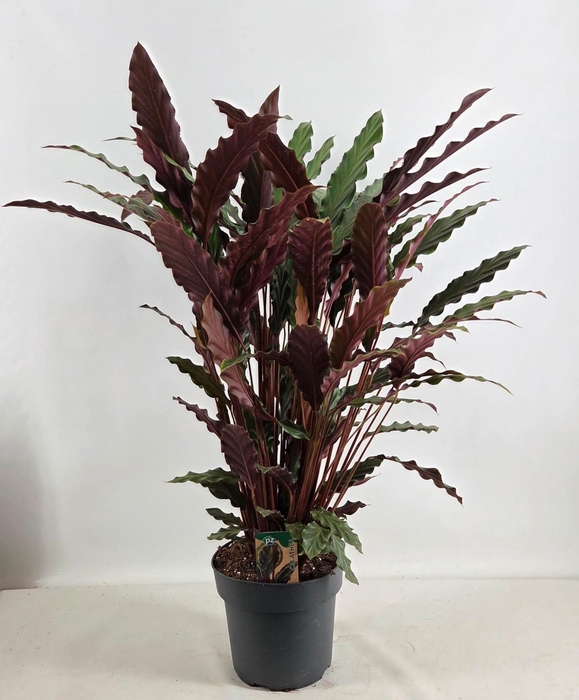 <h4>Calathea Rufibarbara 21 cm</h4>