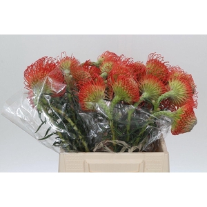 LEUC NUTANS SUCCESSION