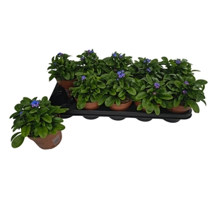 MYOS SY LAURA D BLUE