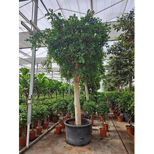 Ficus Nitida