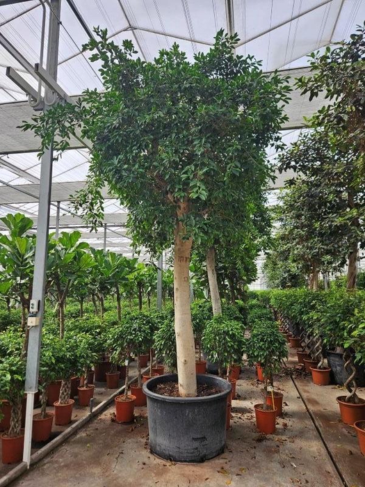 <h4>Ficus Nitida</h4>