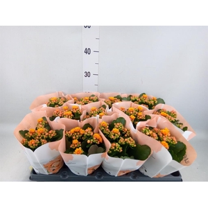 Kalanchoe blos.   ..rosebud
