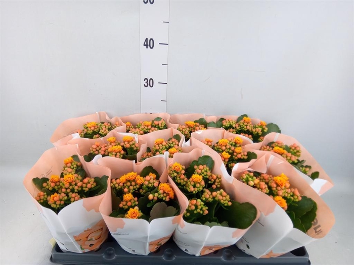 <h4>Kalanchoe blos.   ..rosebud</h4>