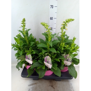 Digitalis   ...