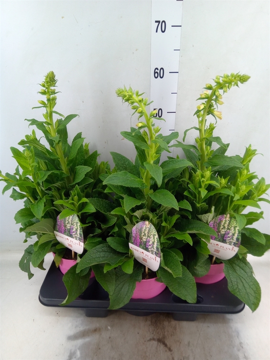 <h4>Digitalis   ...</h4>