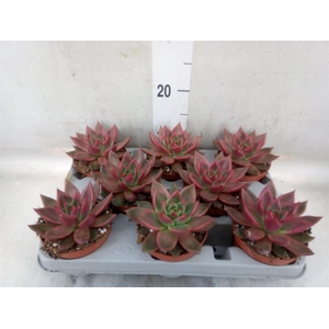 Echeveria   ...