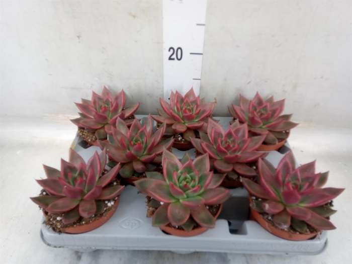 <h4>Echeveria   ...</h4>