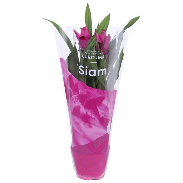<h4>Essential - Curcuma Siam Sublime 12 cm</h4>