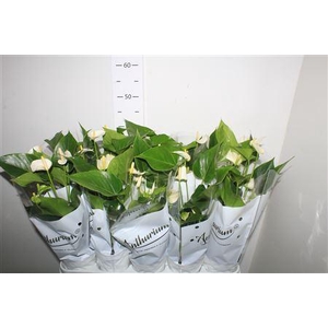 Anthu An White Champ 5+