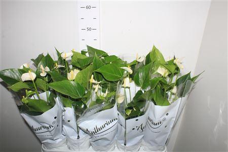 <h4>Anthu An White Champ 5+</h4>