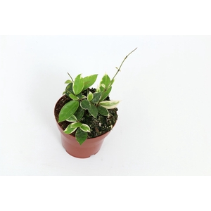 Hoya Lacunosa Asami 12 cm