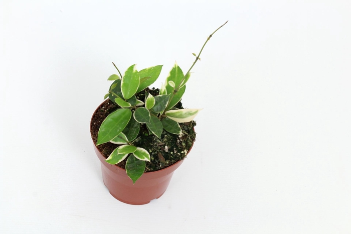 <h4>Hoya Lacunosa Asami 12 cm</h4>