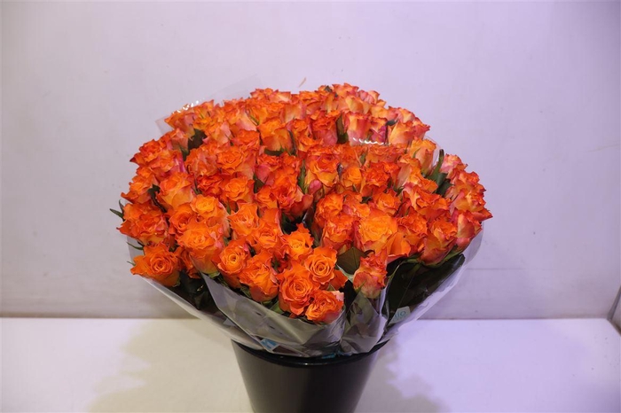 <h4>R Gr Mariyo!</h4>