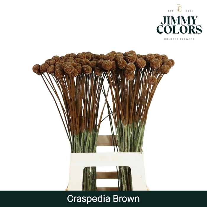 <h4>Craspedia L60 Brown</h4>