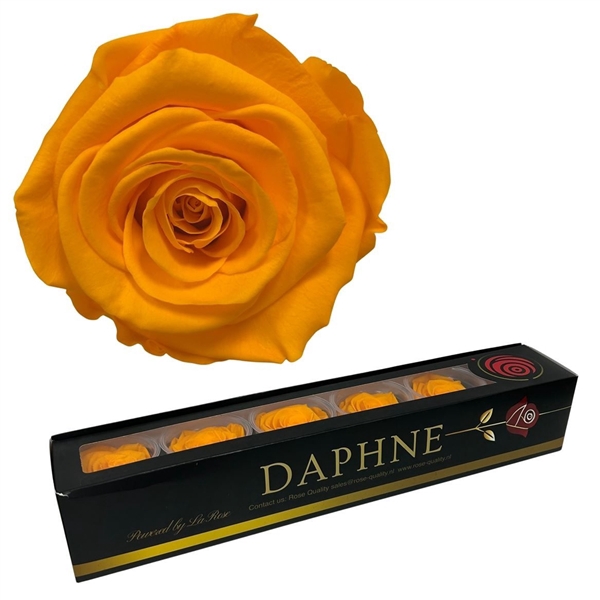 <h4>Preserved Rosa Orange L</h4>