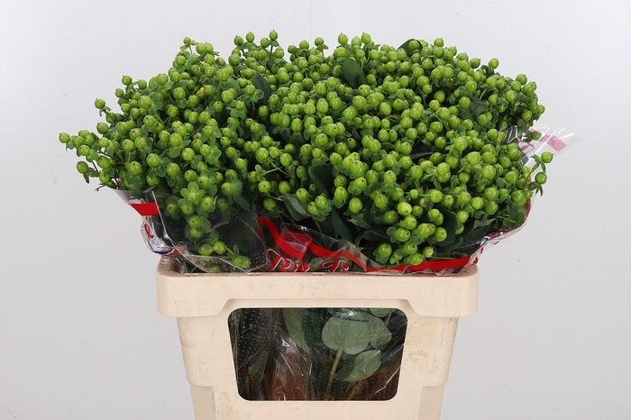<h4>Hyp Globo Applegreen</h4>