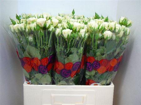 <h4>R Tr Snowflake</h4>