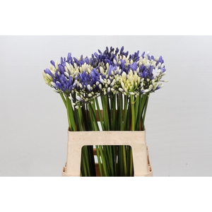 Agapanthus Mix