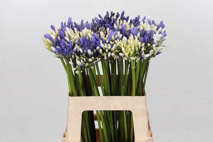 <h4>Agapanthus Mix</h4>