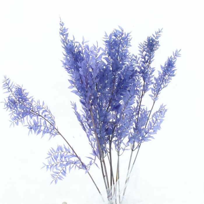 <h4>Pres Ruscus Soft Bleached Light Lavendel Per Stem</h4>