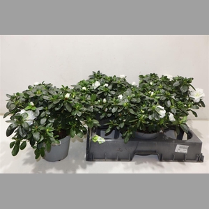 Rhodo Si Witte Vogel