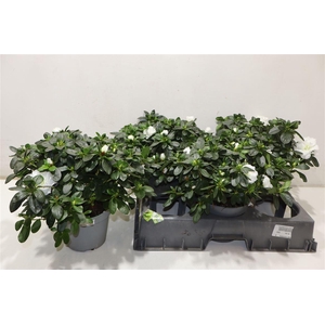 arr8 Rhodo Si Witte Vogel