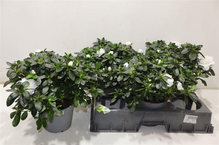 <h4>Rhodo Si Witte Vogel</h4>