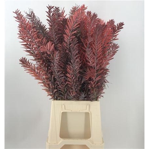 Acacia Co L Argento Abs