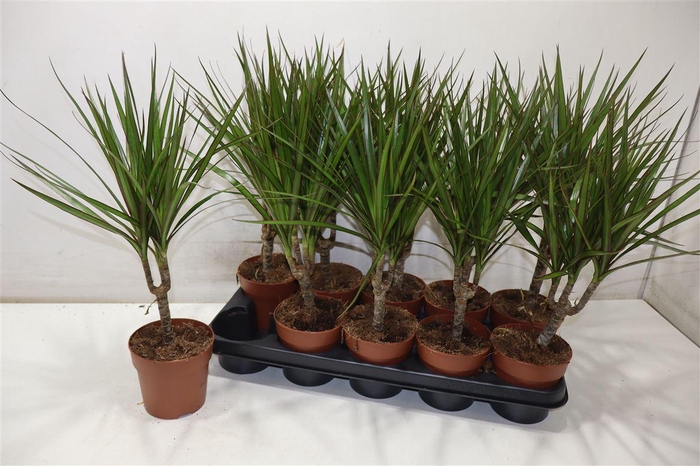 <h4>arr8 Dra Marginata</h4>