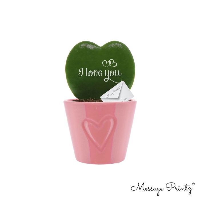 <h4>Hoya kerrii Message Printz "I Love You" met keramiek Boston Roze</h4>