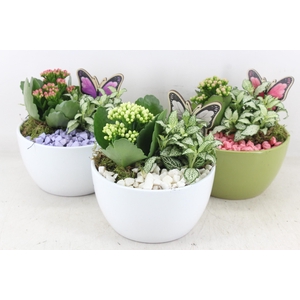 arr2 PL - Ker. schaaltje green/white mix