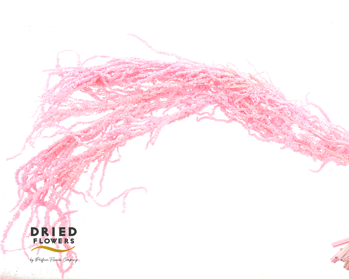 Dried Bleached Amaranthus Caudatus Pink