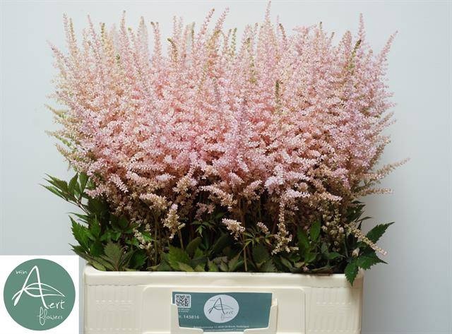 <h4>Astilbe Erika Aert</h4>