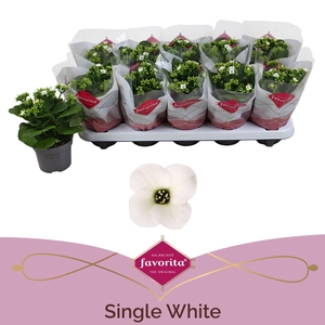 Kalanchoe Favorita White Stadium 1