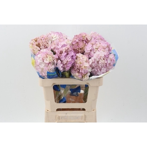 Hydr Pastel Pink