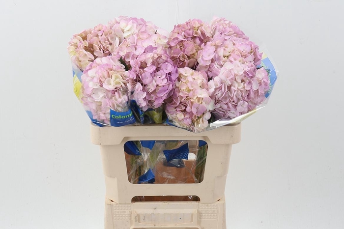 <h4>Hydr Pastel Pink</h4>