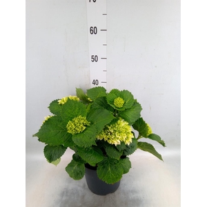 Hydrangea mac. 'Crystal Palace'