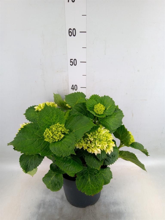 <h4>Hydrangea mac. 'Crystal Palace'</h4>
