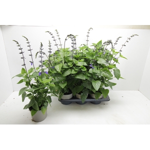 SALVIA BLACK & BLOOM