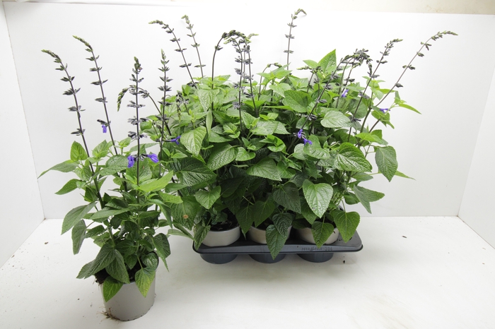 <h4>SALVIA BLACK & BLOOM</h4>