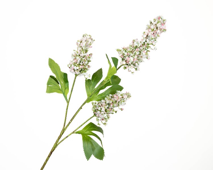 Buddleja Pink Light