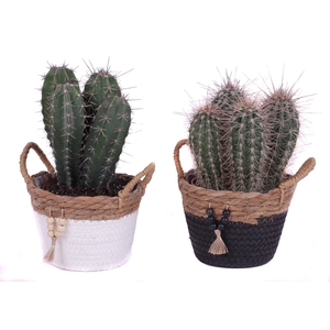 Cactus mix 12 cm in tokelau mand