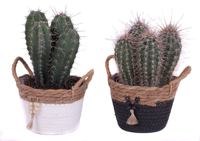 <h4>Cactus mix 12 cm in tokelau mand</h4>