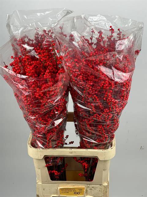 <h4>ILEX VE RODE BES</h4>