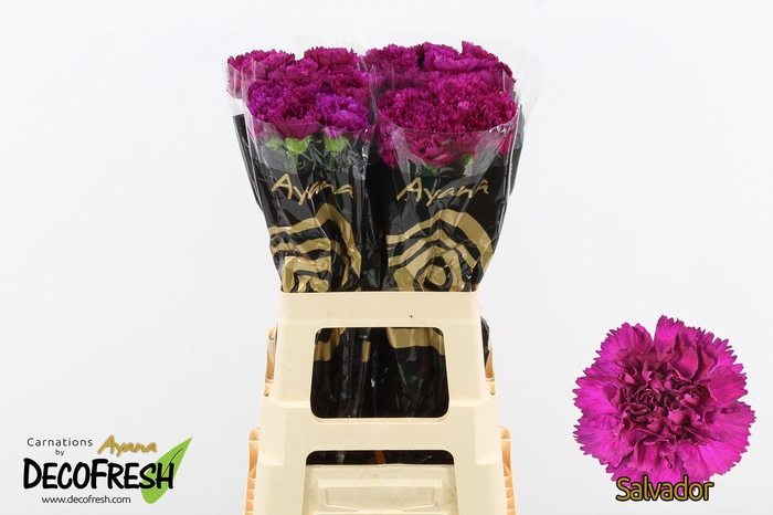 <h4>Di St Salvador</h4>