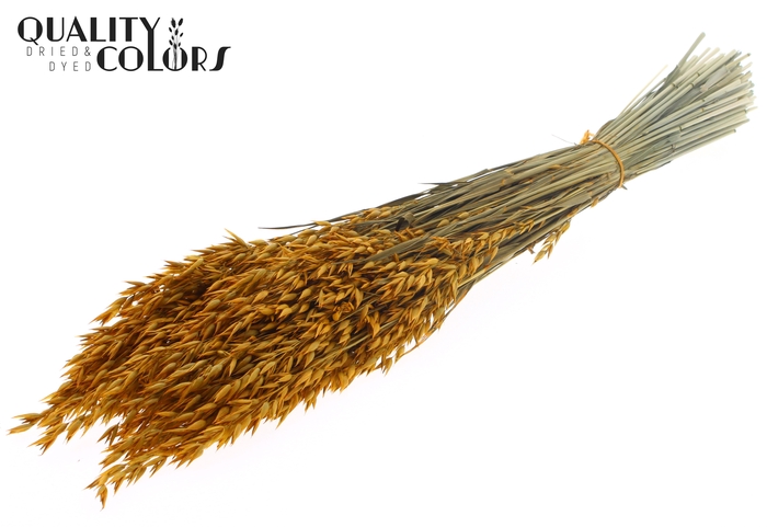 <h4>Avena per bunch Apricot</h4>