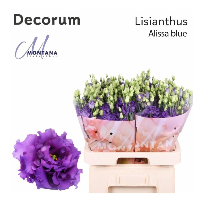 <h4>Eus G Alissa Blue</h4>