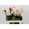 Dahlia Sweet Nathalie